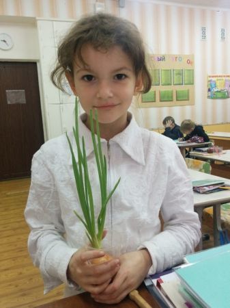 Выращиваем лук